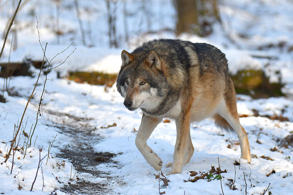 Wolf
