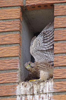 Turmfalke Jungvogel