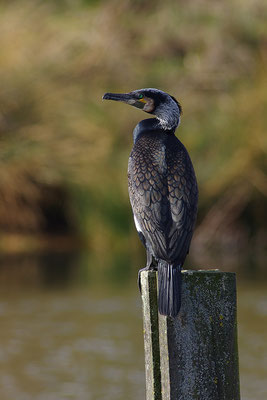 Kormoran