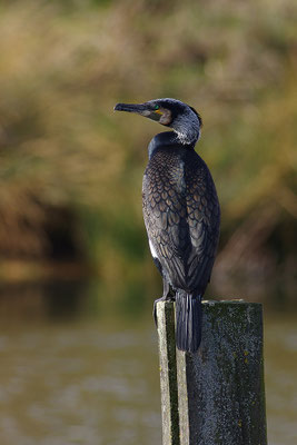 Kormoran