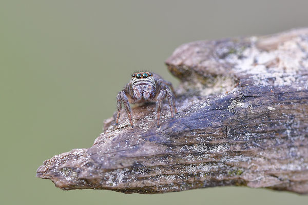 Springspinne