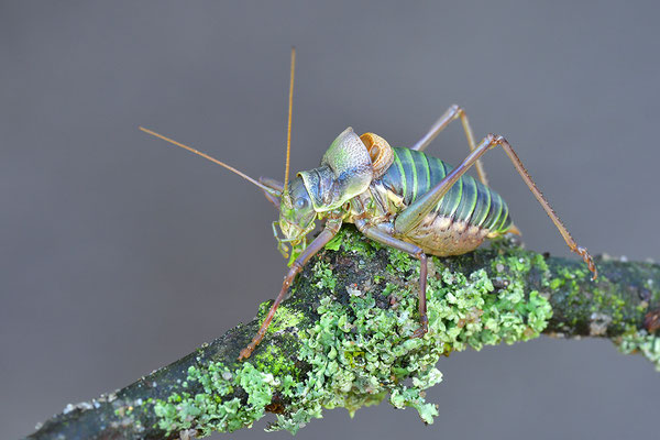 Sattelschrecke Männchen