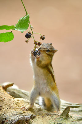 Sibirisches Streifenhörnchen