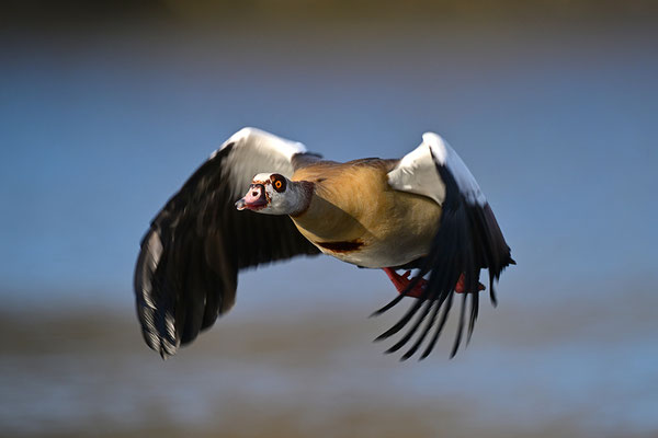 Nilgans im Flug