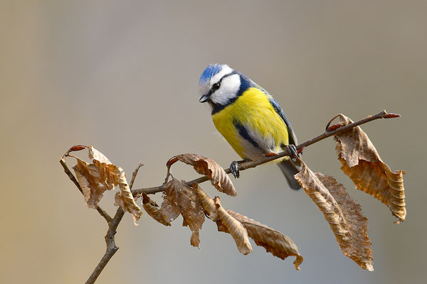 Blaumeise