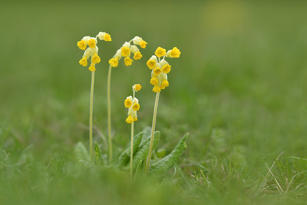 Wiesenschlüsselblume