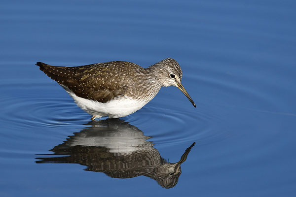 Waldwasserläufer