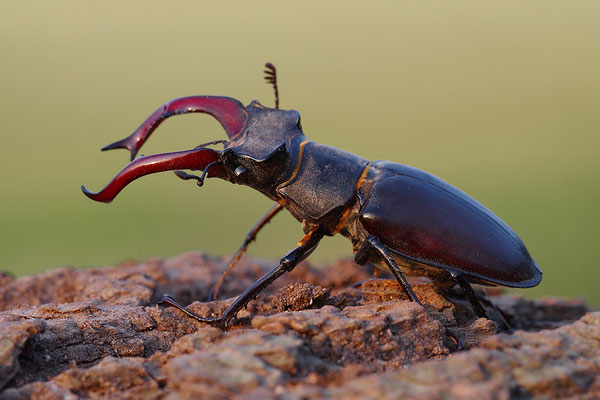 Hirschkäfer Männchen