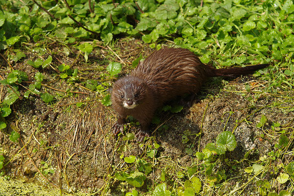 Nerz im Otterpark Hankensbüttel