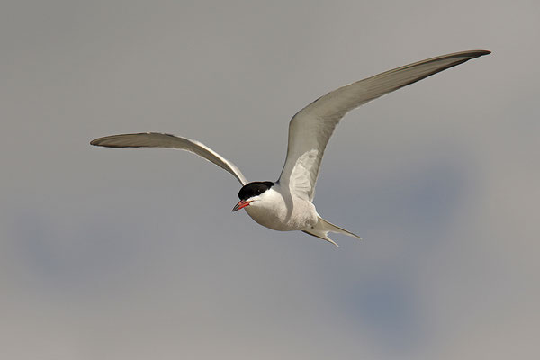 Flussseeschwalbe im Flug