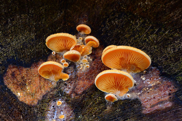 Orangeseitling