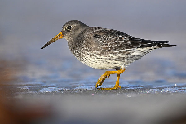 Meerstrandläufer
