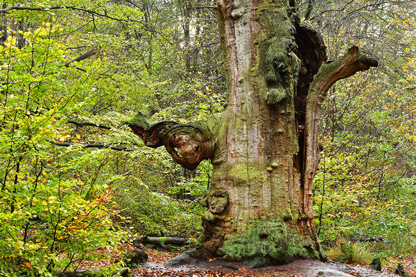 Urwald Sababurg