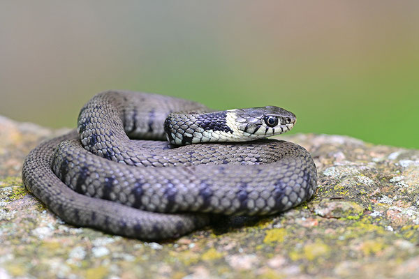Ringelnatter