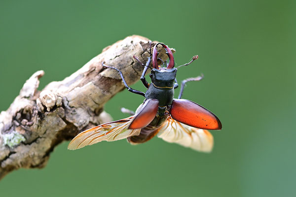 Hirschkäfer im Abflug