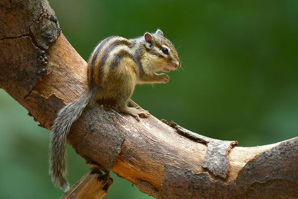 Sibirisches Streifenhörnchen