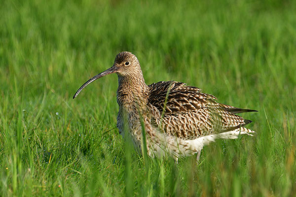 Großer Brachvogel