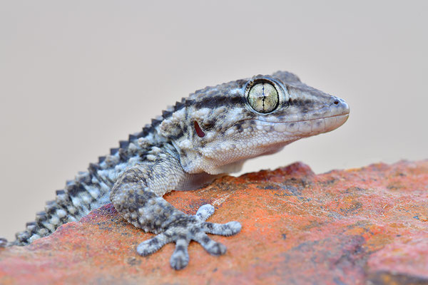 Mauergecko