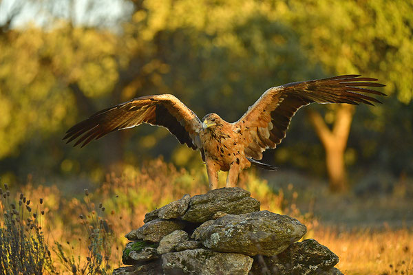 Kaiseradler Jungvogel
