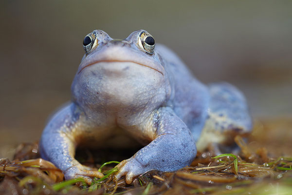 Moorfrosch