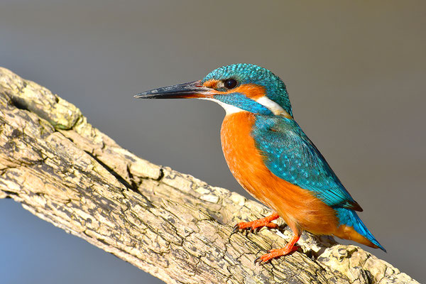 Eisvogel