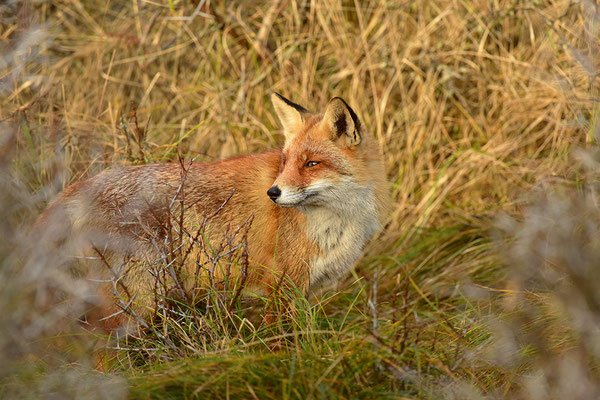 Fuchs