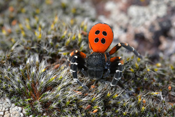 Rote Röhrenspinne, Männchen