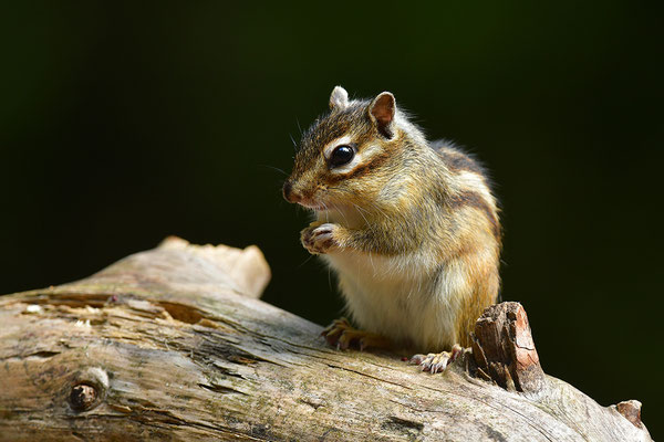 Sibirisches Streifenhörnchen