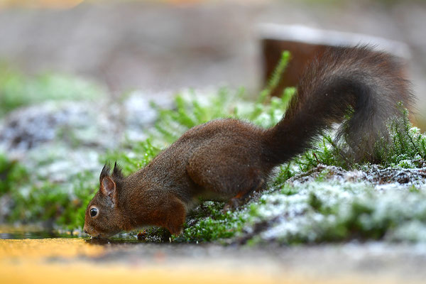 Eichhörnchen