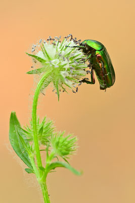 Rosenkäfer