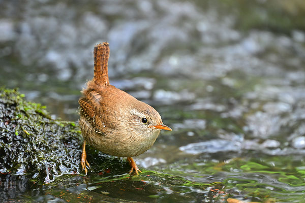 Zaunkönig