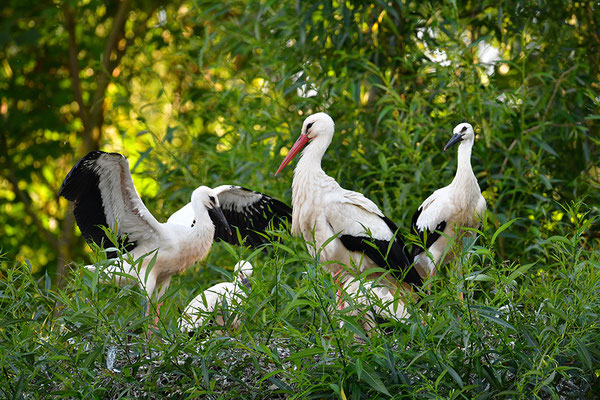 Weißstorch Jungvögel am Nest