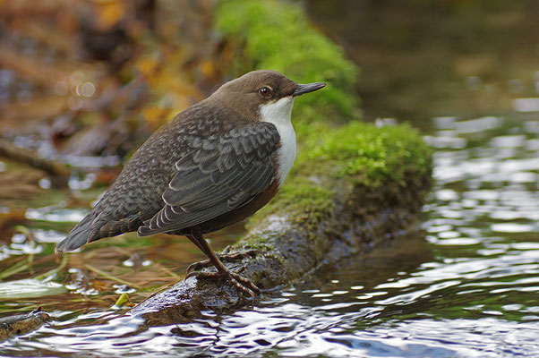 Wasseramsel