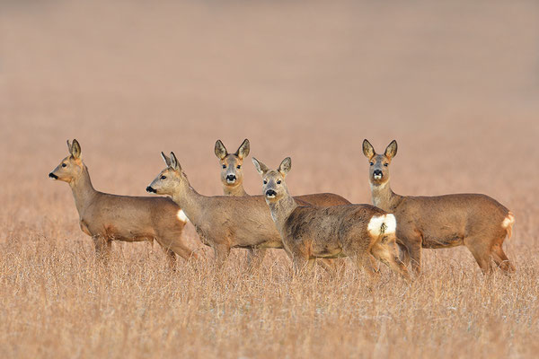 Rehe