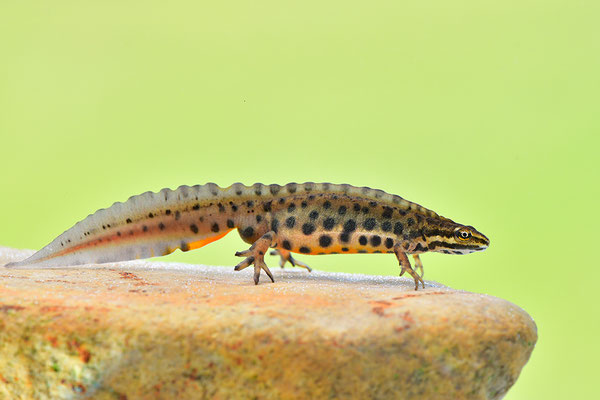 Teichmolch Männchen