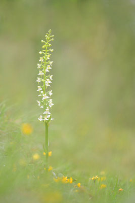 Grüne Waldhyazinthe