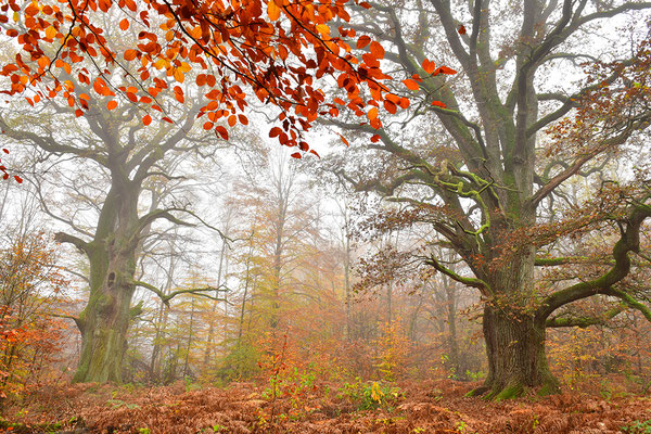 Urwald Sababurg, Rapp-Eiche