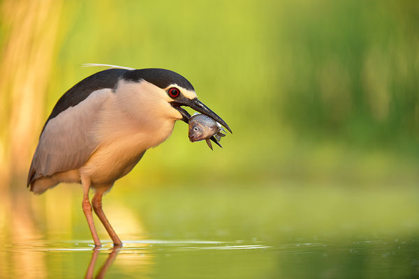 Nachtreiher mit Fisch