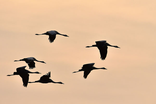 Kraniche im Flug