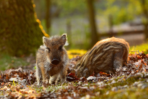 Wildschwein Frischlinge