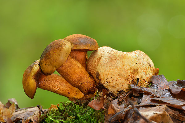 Parasitischer Röhrling auf Kartoffelbovist
