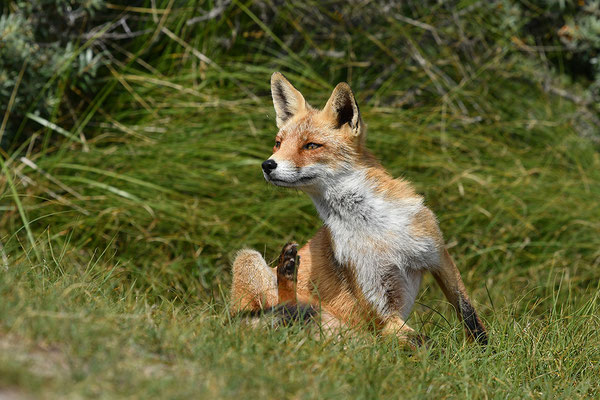 Fuchs
