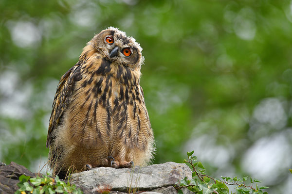 Uhu Jungvogel