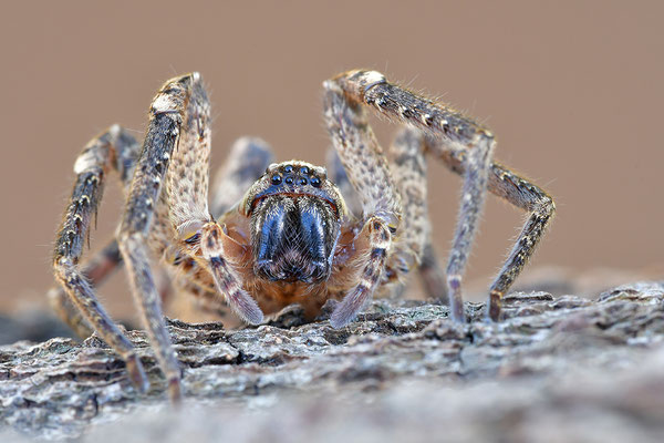 Nosferatu-Spinne Weibchen