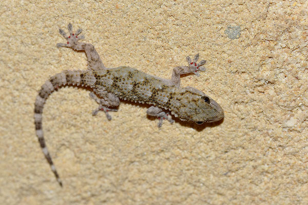 Mauergecko