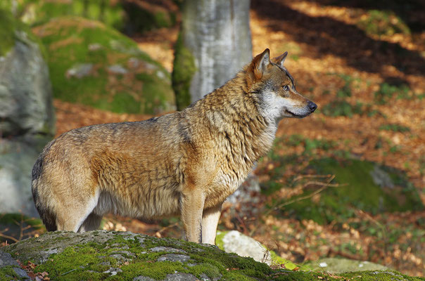 Wolf, Nationalpark Bayrischer Wald Tierfreigelände Neuschönau