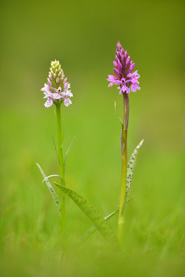 Geflecktes Knabenkraut
