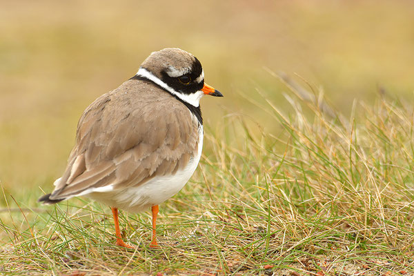 Sandregenpfeifer