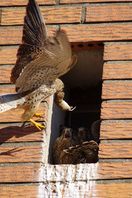 Turmfalke Weibchen mit Jungen am Nest