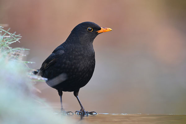 Amsel Männchen